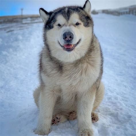 did phil the malamute die|life with malamutes instagram.